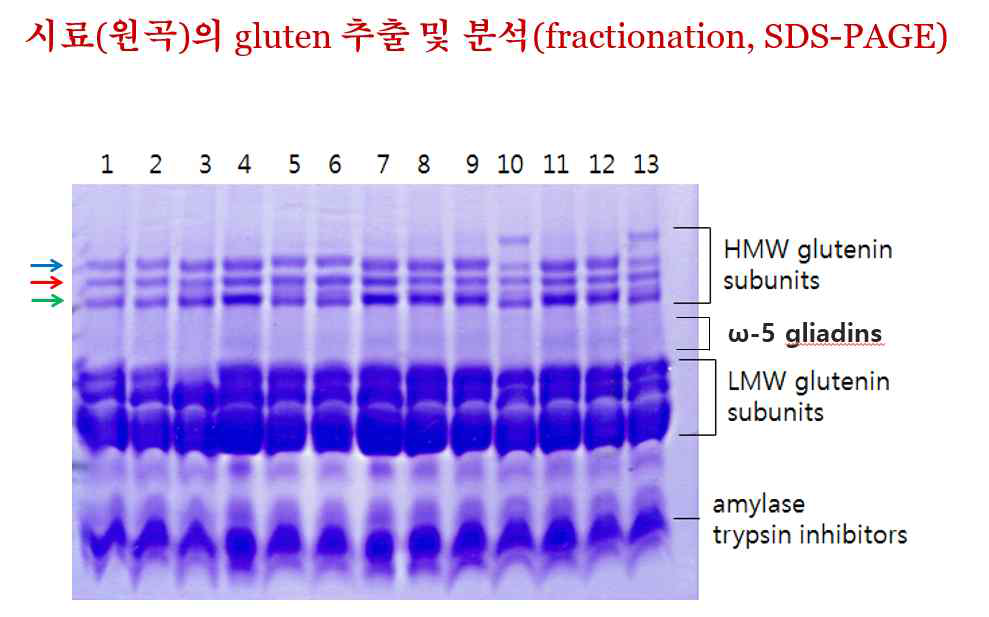 국산밀과 수입밀의 gluten 단백질 fraction의 SDS-PAGE 분석