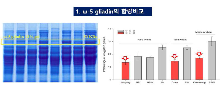 국산밀과 수입밀에 함유된 글리아딘(⍹-5-gliadin) 함량 비교