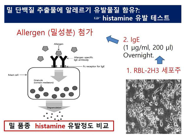 RBL-2H3 세포주에 말단백질을 처리하여 히스타미민의 분비를 관찰하는 개념도