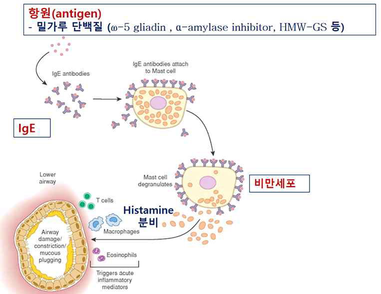 IgE중간매개에 의한 알레르기 유발 메커니즘
