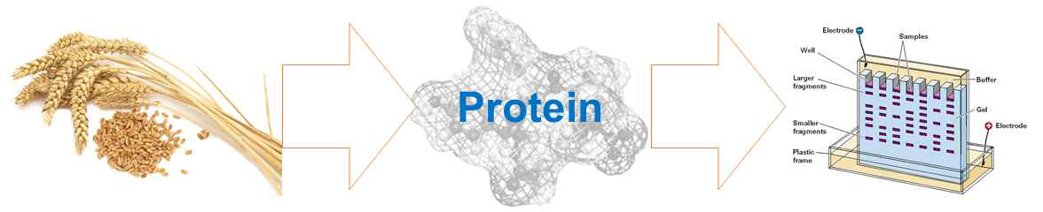 HMW와 LMW subunits의 단백질 구성 개념도(SDS-PAGE)