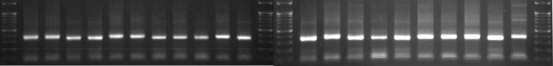 HMW Glu-D1 gel loading