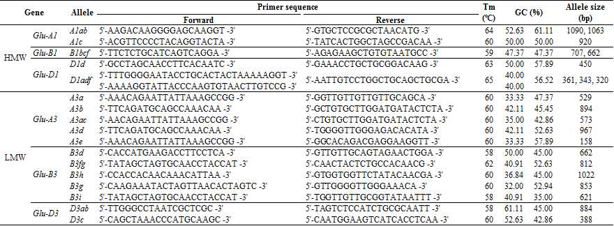 대립유전자의 Multiplex PCR primer 정보