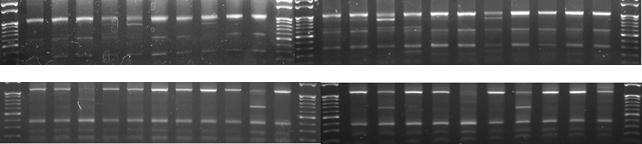 LMW Glu-B3 gel loading