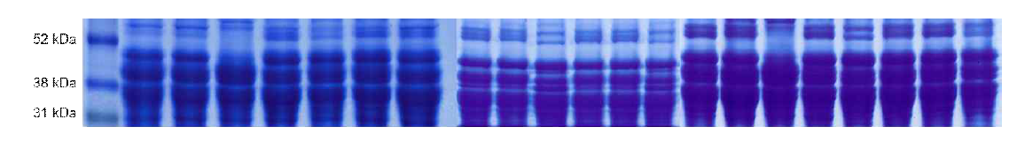 저분자 글루텐(LMW) 단백질 SDS-PAGE 결과