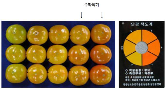 단감 색상의 발달단계와 단감 색도계