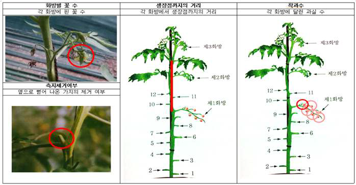 화방별 꽃 수, 측지제거여부, 생장점까지의 거리, 착과수