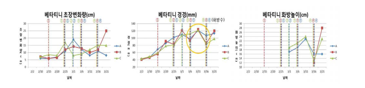 베타티니 시기별 생육 변화