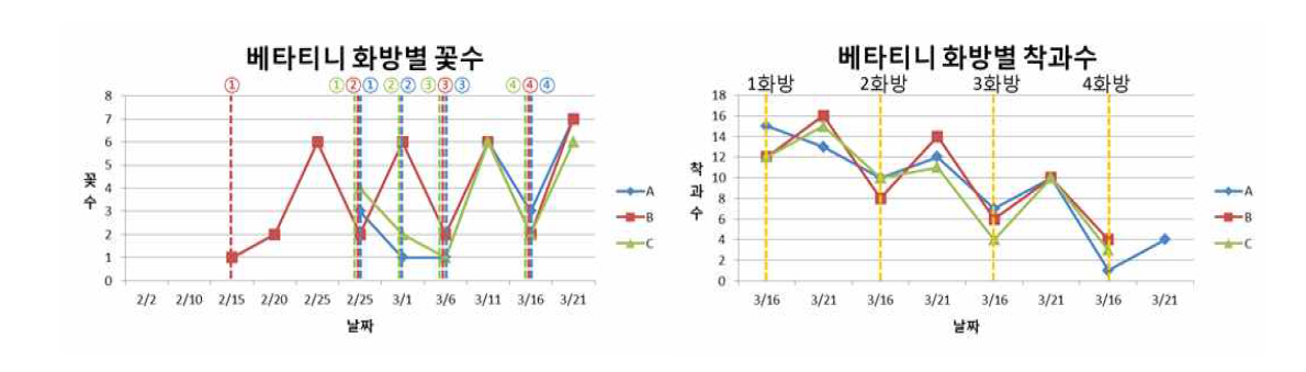 베타티니 화방별 꽃수, 착과수 변화