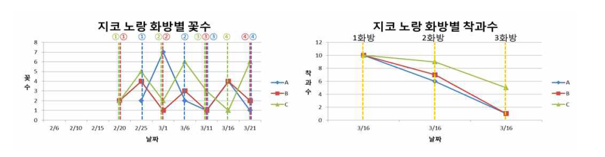 지코노랑 화방별 꽃수, 착과수 변화