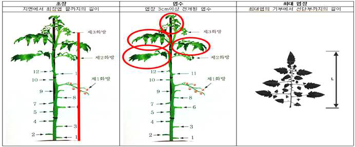 초장, 엽수, 최대엽장