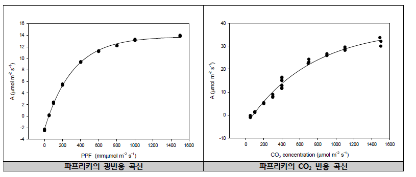 파프리카와 토마토 광합성 특성