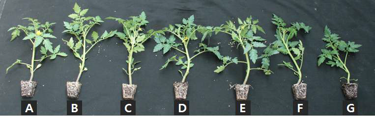 Growth of tomato 'Dotaerang Die' 6 weeks after sowing in 50-plug trays as influenced by various amounts of nitrogen incorporated as pre-planting nutrient charge fertilizer in the peatmoss:coir dust:perlite (3.5:3.5:3, v/v/v) medium (A: 0, B: 100, C: 250, D: 500, E: 750, F: 1,000, and G: 1,500 mg·kg-1).