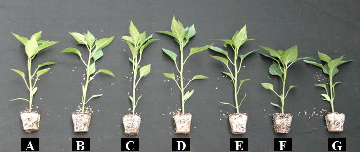 Growth of hot pepper ‘Knockkwang’ 7 weeks after sowing in 50-plug trays as influenced by various amounts of nitrogen incorporated as pre-planting nutrient charge fertilizer in the peatmoss:coir dust:perlite (3.5:3.5:3, v/v/v) medium (A: 0, B: 100, C: 250, D: 500, E: 750, F: 1,000, and G: 1,500 mg·kg-1).