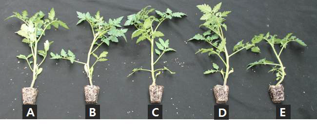 Growth of tomato 'Dotaerang Die' 6 weeks after sowing in 50-plug trays as influenced by various NH4:NO3 ratios of nitrogen incorporated as pre-planting nutrient charge fertilizer in the peatmoss:coir dust:perlite (3.5:3.5:3, v/v/v) medium (NH4:NO3 ratios: A, 0:100; B, 27:73; C, 50:50; D, 73:27; E, 100:0).