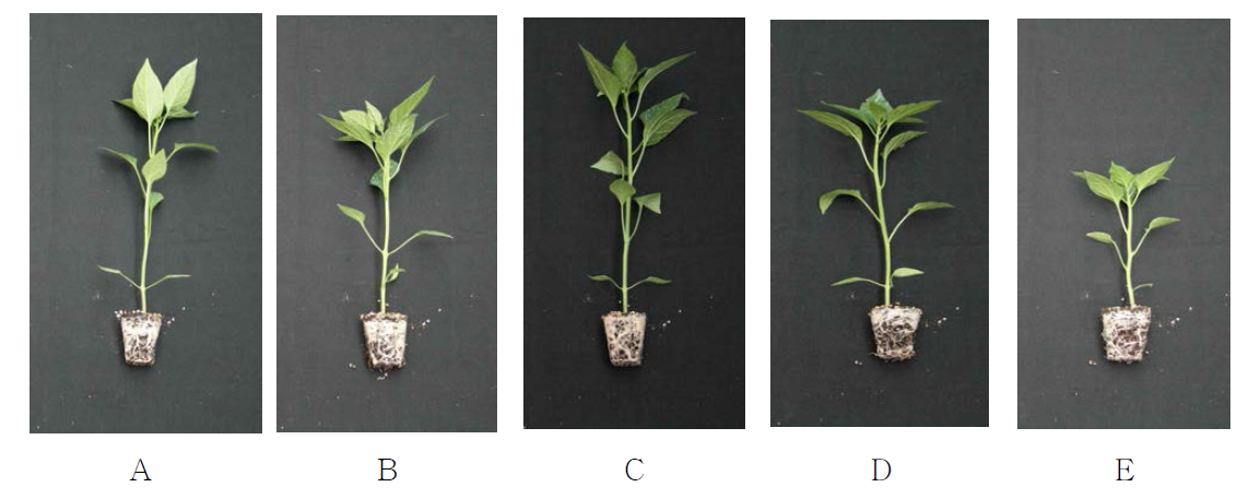 Growth of hot pepper ‘Knockkwang’ 7 weeks after sowing in 50-plug trays as influenced by various NH4:NO3 ratios of nitrogen incorporated as pre-planting nutrient charge fertilizers in the peatmoss:coir dust:perlite (3.5:3.5:3, v/v/v) medium (NH4:NO3 ratios: A, 0:100; B, 27:73; C, 50:50; D, 73:27; E, 100:0).