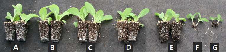 Growth of Chinese cabbage 'Boolam No. 3' 2 weeks after sowing in 72-plug trays as influenced by various amounts of nitrogen incorporated as pre-planting nutrient charge fertilizers in the peatmoss:coir dust:perlite (3.5:3.5:3, v/v/v) medium (A: 0, B: 100, C: 250, D: 500, E: 750, F: 1,000, and G: 1,500 mg·kg-1).