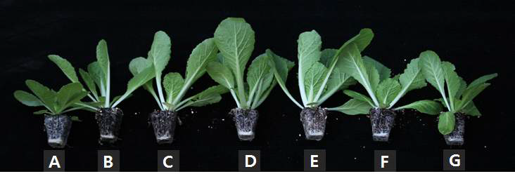 Growth of Chinese cabbage 'Bool-am No. 3' 4 weeks after sowing in 72-plug trays as influenced by various amounts of nitrogen incorporated as pre-planting nutrient charge fertilizers in the peatmoss:coir dust:perlite (3.5:3.5:3, v/v/v) medium (A: 0, B: 100, C: 250, D: 500, E: 750, F: 1,000, and G: 1,500 mg·kg-1).