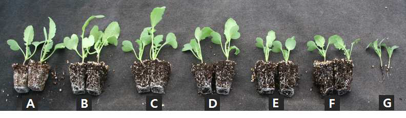 Growth of radish 2 weeks after sowing in 72-plug trays as influenced by various amounts of nitrogen incorporated as pre-planting nutrient charge fertilizer in the peatmoss:coir dust:perlite (3.5:3.5:3, v/v/v) medium (A: 0, B: 100, C: 250, D: 500, E: 750, F: 1,000, and G: 1,500 mg·kg-1).
