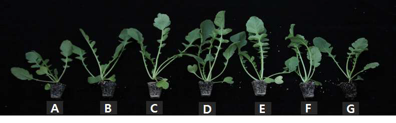 Growth of radish 4 weeks after sowing in 72-plug trays as influenced by various amounts of nitrogen incorporated as pre-planting nutrient charge fertilizer in the peatmoss:coir dust:perlite (3.5:3.5:3, v/v/v) medium (A: 0, B: 100, C: 250, D: 500, E: 750, F: 1,000, and G: 1,500 mg·kg-1).