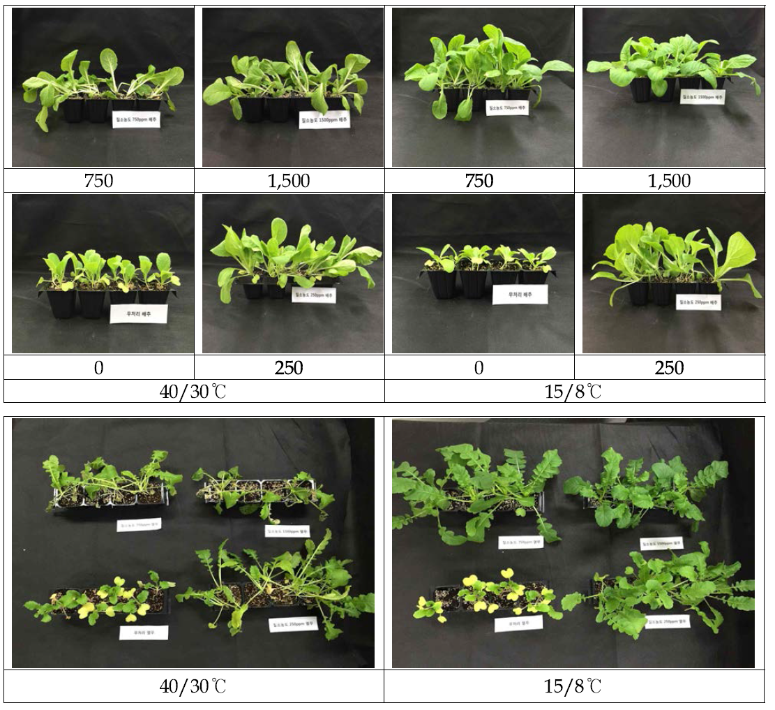 Growth of Chinese cabbage and radish plug seedlings as influenced by pre-planting nutrient charge N concentrations and two different cultivation temperature