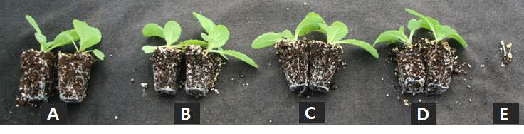 Growth of Chinese cabbage 'Bool-am No. 3' 2 weeks after sowing in 72-plug trays as influenced by various NH4:NO3 ratios of nitrogen incorporated as pre-planting nutrient charge fertilizers in the peatmoss:coir dust:perlite (3.5:3.5:3, v/v/v) medium (NH4:NO3 ratios: A, 0:100; B, 27:73; C, 50:50; D, 73:27; E, 100:0).