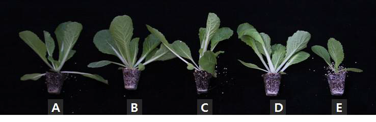 Growth of Chinese cabbage 'Bool-am No. 3' 4 weeks after sowing in 72-plug trays as influenced by various NH4:NO3 ratios of nitrogen incorporated as pre-planting nutrient charge fertilizers in the peatmoss:coir dust:perlite (3.5:3.5:3, v/v/v) medium (NH4:NO3 ratios: A, 0:100; B, 27:73; C, 50:50; D, 73:27; E, 100:0).