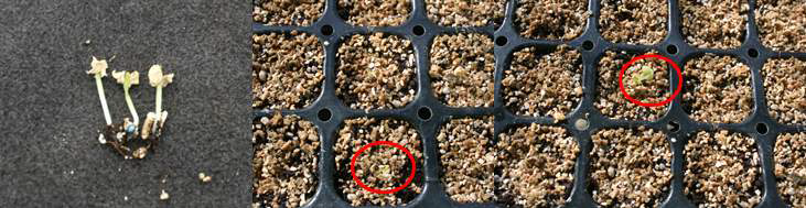 NH4 injury symptoms of Chinese cabbage 'Bool-am No. 3' sown in 72-plug trays as influenced by ratios of NH4:NO3 (100:0).