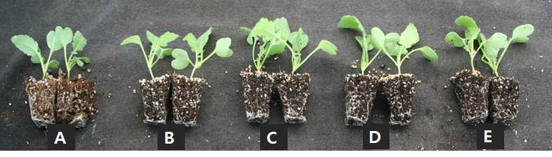 Growth of radish 2 weeks after sowing in 72-plug trays as influenced by various NH4:NO3 ratios of nitrogen incorporated as pre-planting nutrient charge fertilizers in the peatmoss:coir dust:perlite (3.5:3.5:3, v/v/v) medium (NH4:NO3 ratios: A, 0:100; B, 27:73; C, 50:50; D, 73:27; E, 100:0).