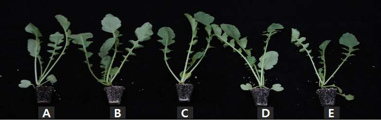 Growth of radish 4 weeks after sowing in 72-plug trays as influenced by various NH4:NO3 ratios of nitrogen incorporated as pre-planting nutrient charge fertilizers in the peatmoss:coir dust:perlite (3.5:3.5:3, v/v/v) medium (NH4:NO3 ratios: A, 0:100; B, 27:73; C, 50:50; D, 73:27; E, 100:0).