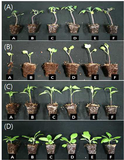 Growth of tomato, raddish, hot pepper and Chinese cabbage after sowing in 72-plug trays as influenced by various blending ratios of aged and non-aged coir-dusts (Aged:Non-aged ratios : A: 0:100, B: 20:80, C: 40:60, D: 60:40, E: 80:20, and F: 100:0).