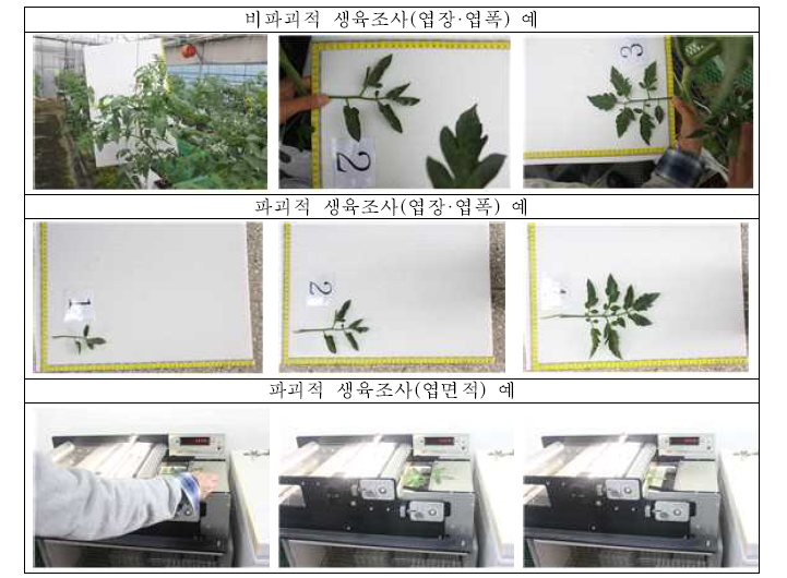 생육조사의 예(엽장, 엽폭, 엽면적)