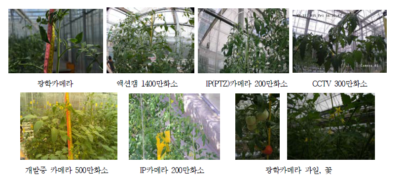 카메라 기종별, 화소별, 촬영조건별 토마토 촬영 이미지 비교