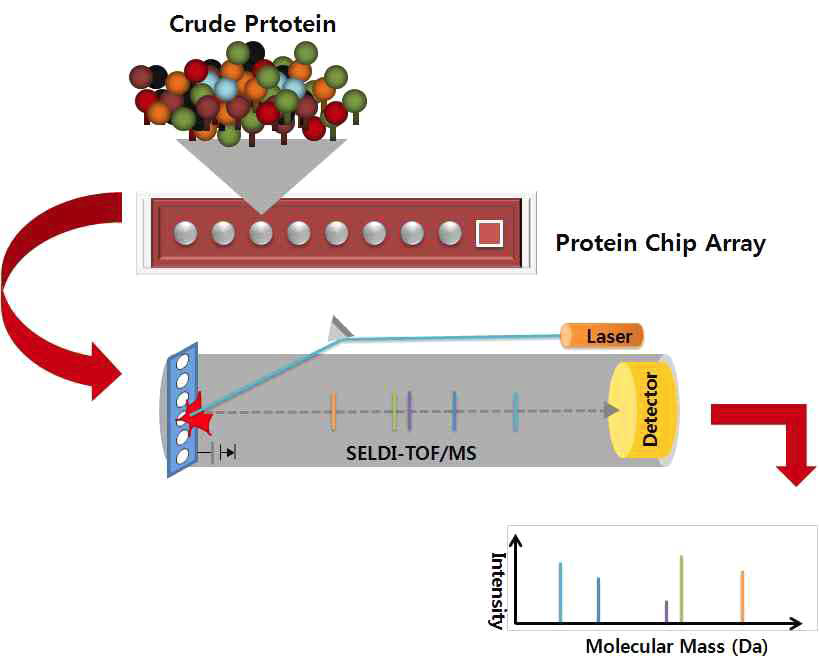 SELDI-TOF protein Chip 분석 흐름