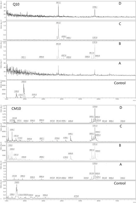 Peak spectra of protein chip arrays Q10 and CM10 arrays of surface enhanced laser desorption/ionization time-of-flight mass spectrometry in egg suspension treated with a bacterium or yeasts.