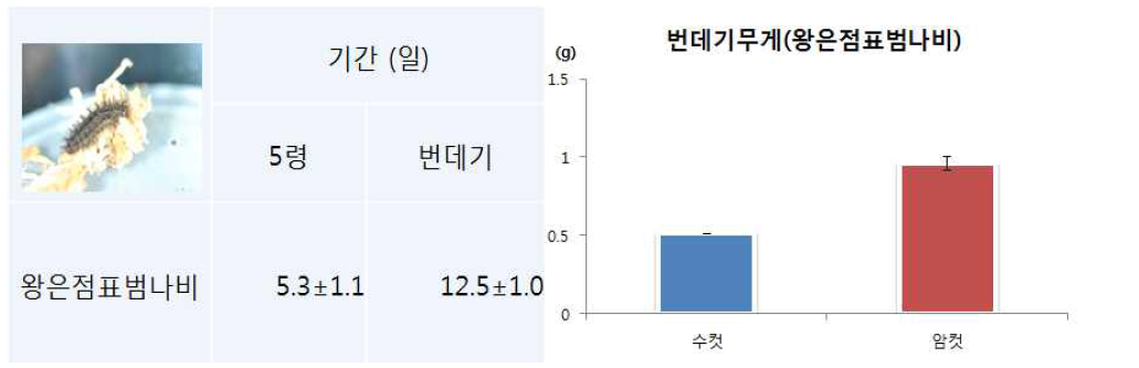 왕은점표범나비 기주식물에 의한 발육특성 분석