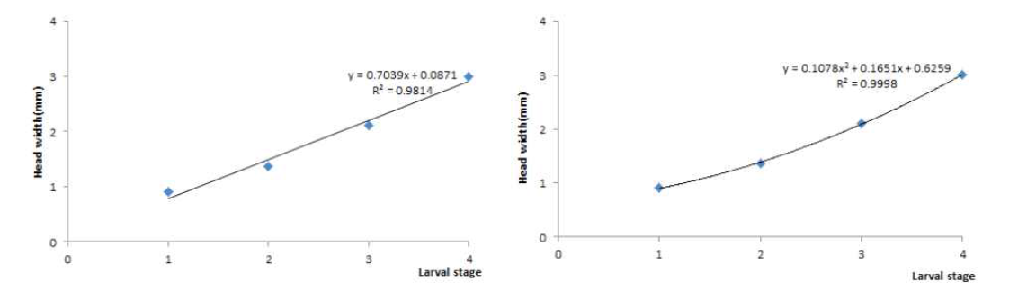 왕은점표범나비 발육단계별 두폭 비교(좌: Linear equaition, 우: Second-degree equation))