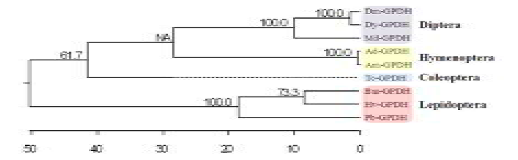 Glycerol-3- phosphate dehydrogenase (GPDH)