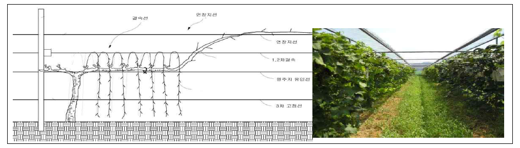 포도재배 방식