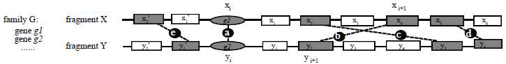 Diagram of two genomic segments containing the genes to be analyzed and their flanking genes.