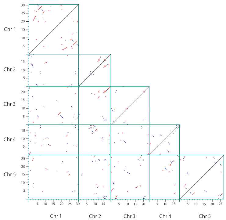 Chromosome segmental duplication map for Arabidopsis thaliana as computed by DAGchainer.