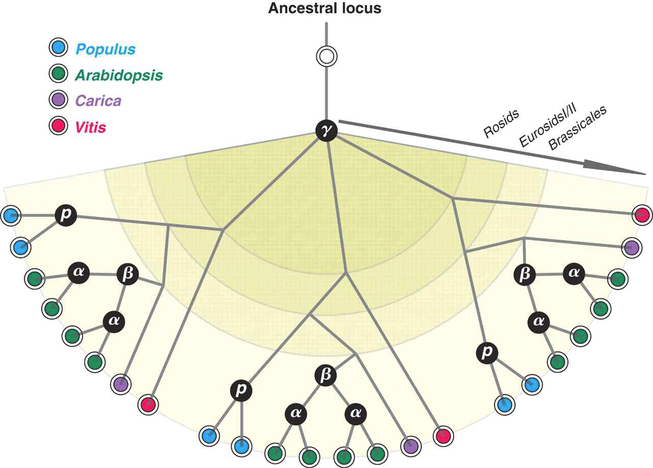 Idealized gene tree that contains multiple orthologs and paralogs in Populus, Arabidopsis, Carica, and Vitis.