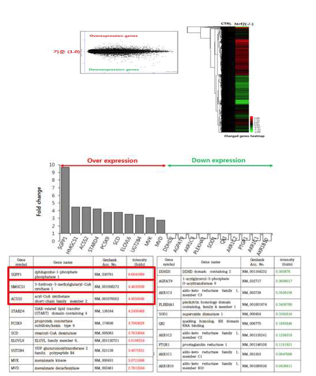 Nrf2 유전자 억제 세포의 Microarray 분석 평가