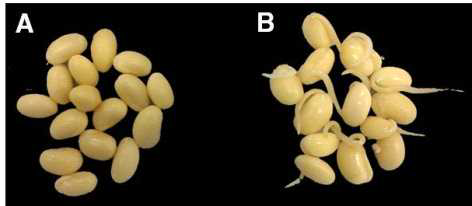 Photograph of soaking soybean (SSB) and germinated soybean (GSB).
