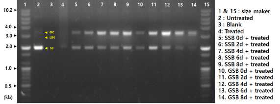 Protective effect of induced damage DNA on treated with the fermentation of soaking soybean (SSB) and germinated soybean (GSB) by mycelia of Polyozellus multiplex.