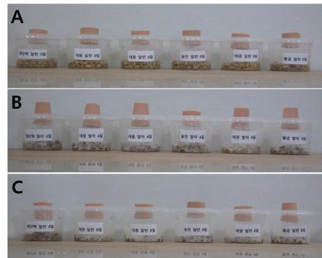 Photograph of different soaking soybean (SSB) cultivars by mycelia of Polyozellus multiplex.
