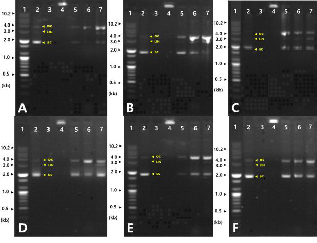 Protective effect of induced damage DNA on treated with the fermentation of different soaking soybean (SSB) cultivars with mycelia of Polyozellus multiplex.