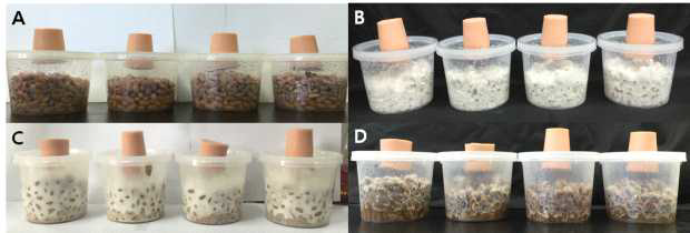Photograph of fermented soybean with different mycelium of edile mushroom.