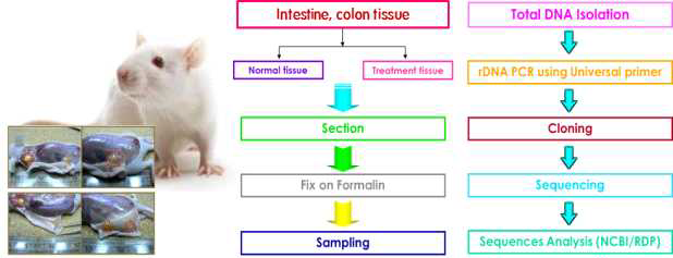 Analysis process of microbial diversity in intestinal tissue.
