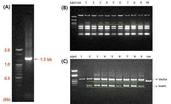 16S rDNA PCR using universal primer for 16S rRNA; (B) Rapid screening method was developed to identify bacterial rRNA gene-containing clones in library; and (C) Clone based on ananysis of EcoRI restriction digests.